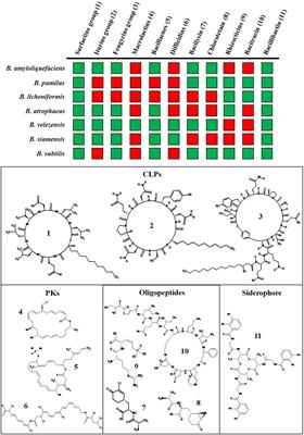 Bacillus Responses to Plant-Associated Fungal and Bacterial Communities